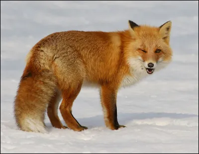 Quelle est l'esp&eacute;rance de vie moyenne du renard roux ?