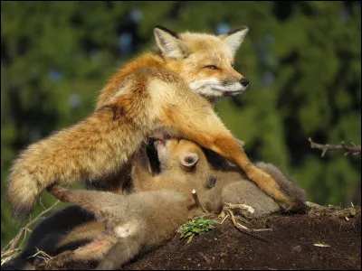 Quel est le plus petit entre un renard roux, un fennec et un renard polaire ?