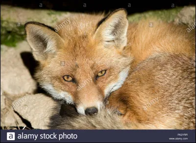 Quel est ce renard ?