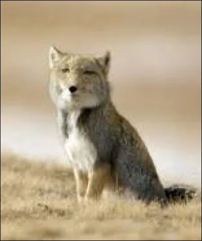 Quel est ce renard (3) ?