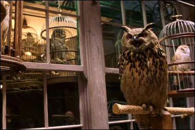 Vite fait, bien fait, vous vous dirigez maintenant à Eeylops, Au Royaume du Hibou. 
Quel animal penses-tu prendre ?
