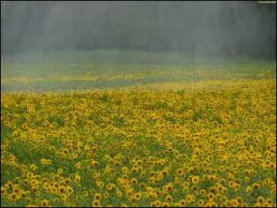 Qu'est-ce que le crachin ?