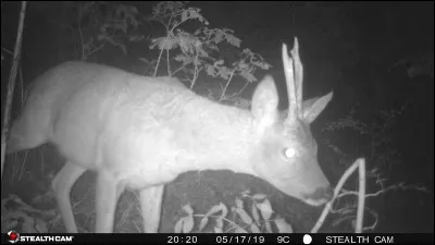 Si vous voulez photographier ou filmer un animal sauvage, comment devez-vous l'approcher pour ne pas vous faire repérer ?