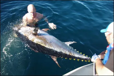 Pour pêcher le thon ou le requin, les pêcheurs en mer utilisent des restes de poissons broyés, dont l'odeur est destinée à battre le rappel des prédateurs, qui la suivent à la trace jusqu'au bateau, où les attendent les appâts, comment s'appelle cette mixture ?