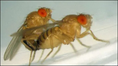 La mouche se sert de son odorat pour trouver la nourriture !