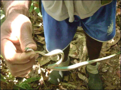 Les serpents ont des narines !