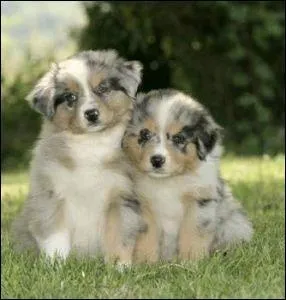 Quelle est la porte de chiots la plus nombreuse :