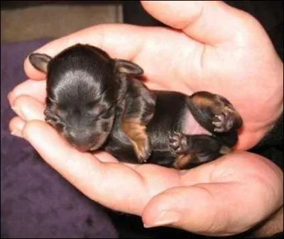 Quel chien a eu la porte la plus prolifique ?