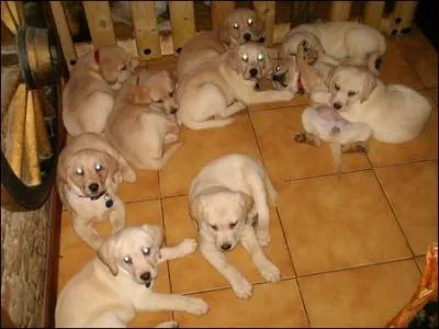 Le chien que vous avez slectionn a eu combien de chiots ?