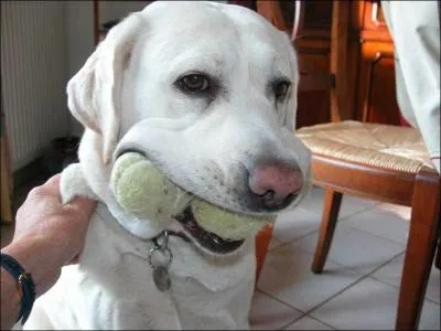 Le chien que vous avez slectionn a eu combien de balles dans sa gueule ?