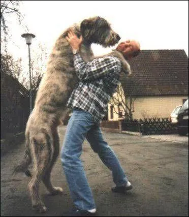 Quel est le chien le plus grand ?