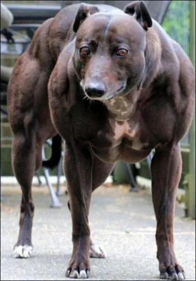 Quel est le chien le plus fort ?