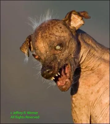 Le chien le plus g a vcu ... .