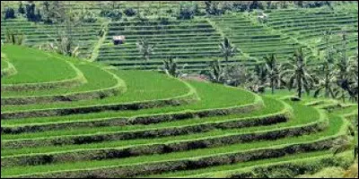 Le subak est le système d'irrigation traditionnel pour les rizières sur l'île de Bali, en Indonésie, qui a été développé au IXe siècle :
