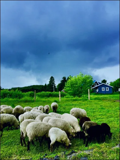 Qui joue dans le film "La Chèvre" ?
