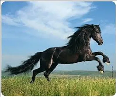 Quel cheval préfères-tu ?
