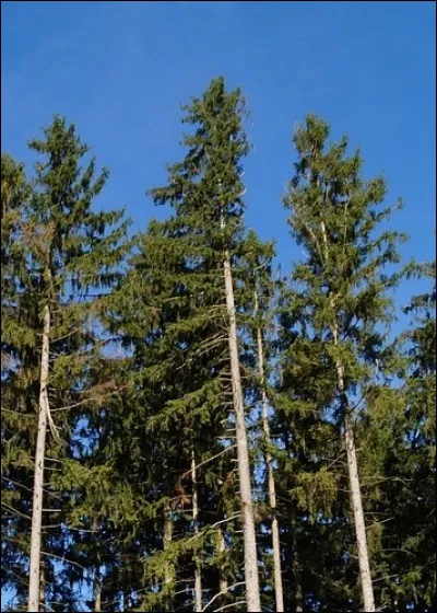 Quel pays de l'union européenne possède la plus grande superficie de forêt ?