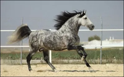 Comment s'appelle la robe de ce cheval ?