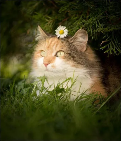 Tu pr&eacute;f&egrave;res :