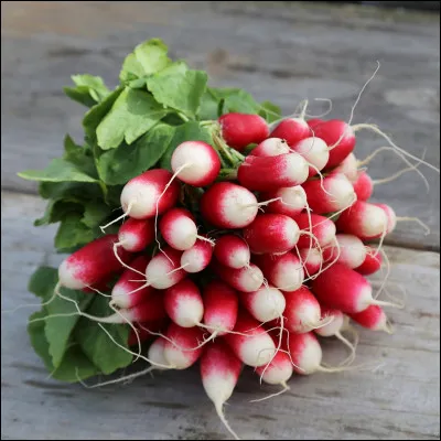 Est-ce un fuit ou un légume ? (radis)