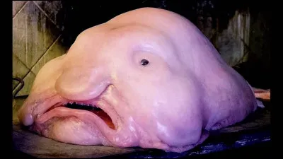 Le poisson blob, ou blobfish, est une des espèces de poissons abyssaux. Il vite entre 600 et 1200 mètres de profondeur. Il est souvent pêché accidentellement par le chalutage de fond. Quel pays est, avec l'Australie, un des plus actifs en matière de chalutage de fond ?
Indice : sa capitale est Wellington.
