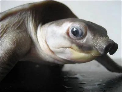 La tortue à nez de cochon est originaire de Nouvelle-Guinée et du nord de l'Australie. Quelle est sa particularité ?
Indice : apparition aquatique.