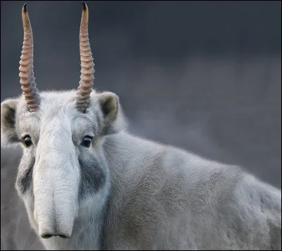 Le saïga est une des rares espèces d'antilopes eurasiatiques. Il est reconnaissable à son museau si particulier qui lui donne l'aspect d'une courte trompe. C'est un herbivore se nourrissant principalement d'herbes salifères. Que veut dire le mot salifère ?
Indice : forment un duo avec le poivre.