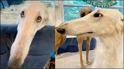 Je finis avec un animal qui nous est familier puisque c'est le meilleur ami de l'homme. Eris est une chienne barzoï, ou lévrier russe. Comme vous le voyez sur ce montage photo, Pinocchio n'a rien à lui envier. Combien mesure en centimètres son museau (environ) ?
Indice : Nîmes est la préfecture de ce département.