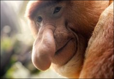 Le nasique est un singe qui se démarque par son long nez. Cette caractéristique est présente uniquement chez les mâles. Les femelles ont en effet un nez plus court et légèrement en trompette. Ce singe vient de l'île de Bornéo. Dans quel pays se situe cette île ?
Indice : Jakarta en est la capitale.