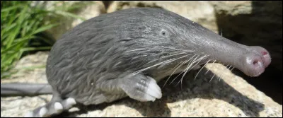 Le desman des Pyrénées est un mammifère qui ne vit que dans les Pyrénées et le nord de l'Espagne et du Portugal. Il est aussi surnommé rat ........ 
Indice : instrument de prédilection de Louis Armstrong ou encore Maurice André.