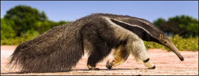 Le tamanoir est un mammifère insectivore originaire de l'Amérique centrale et du sud. Quelle phrase est vraie le concernant ?
Indice : à surveiller pour détecter une fièvre.