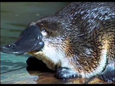 Voilà le cauchemar de ceux qui peinent un petit peu en orthographe. Je vous épargnerai donc le supplice d'avoir à choisir la bonne orthographe. L'ornithorynque est un animal semi-aquatique de l'est de l'Australie. Il fait partie de l'ordre des monotrèmes. Quelle est la caractéristique de cet ordre ?
Indice : à Pâques on les cherche dans le jardin... ou ailleurs.