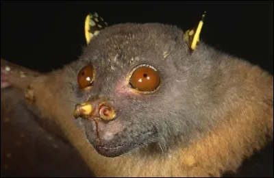 Cette race de chauve-souris a été officiellement enregistrée comme nouvelle espèce et rebaptisée "heureuse". Comment était-elle surnommée ?
Indice : maître Jedi dans Star Wars.