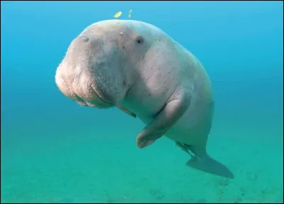 Voilà un animal mignon comme tout. On a envie de lui faire plein de câlins. Le dugong fait partie de l'ordre des siréniens comme ses amis les lamantins. Quel écrivain a évoqué dans deux ouvrages cet animal que l'on surnomme vache marine ?
Indice : "Vingt Mille Lieues sous les mers".