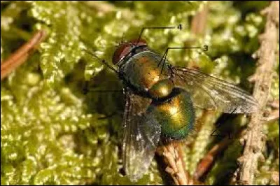 Certaines mouches pondent dans les narines de reptiles, amphibiens et mammifères. Vrai ou faux ?