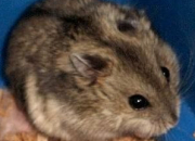 Quiz Les races de hamsters