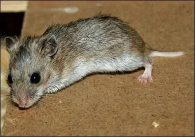 Quelle est cette race ?