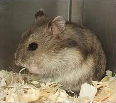 Quelle est cette race ?