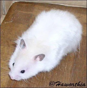 Quelle est cette race ?