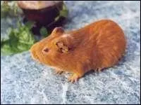 Est-ce un hamster ?
