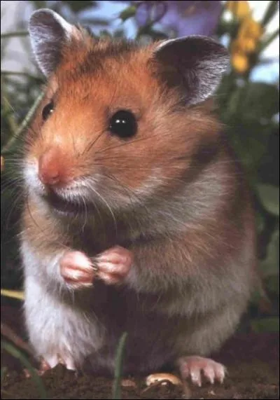 Est-ce un hamster ?