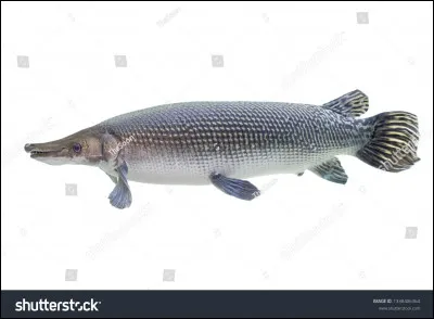 Qu'est-ce que c'est ?