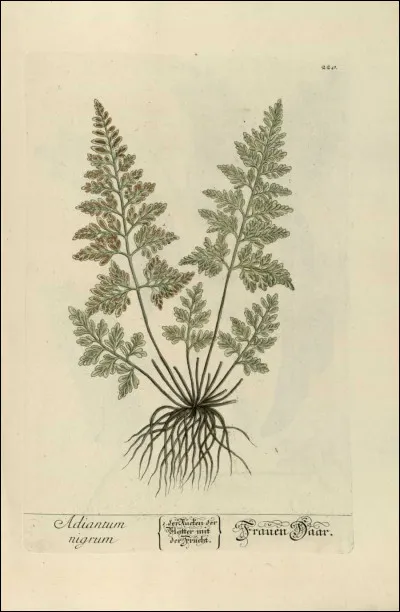 Quel est le nom de la guérisseuse du clan du Tonnerre dans le dernier tome ?