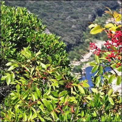 Quel fruit d'un arbuste de la famille des anacardiacées accompagne fréquemment l'apéro ?