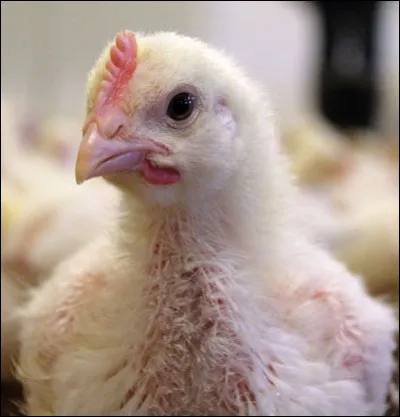 Pourquoi Ginny a-t-elle tordu le cou des poulets de Hagrid ? (Chambre des secrets)