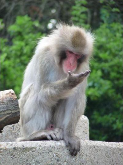 Comment se rchauffent les macaques du Japon ?