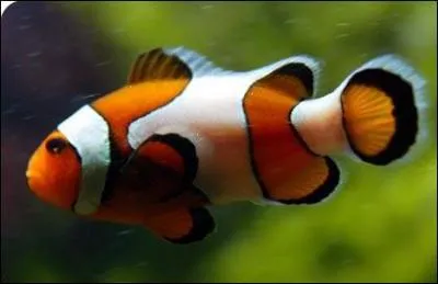 O vivent les poissons clowns ?