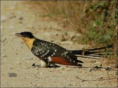 O le coucou pond-il ses oeufs ?