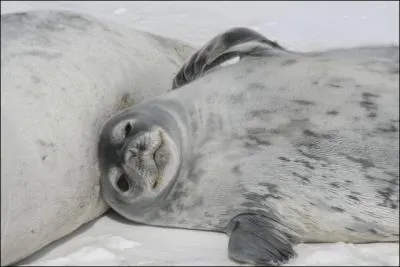 Combien de temps le phoque Weddell peut-il retenir sa respiration sous l'eau (environ) ?