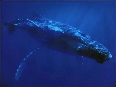 De quoi se nourrit la baleine bleue ?